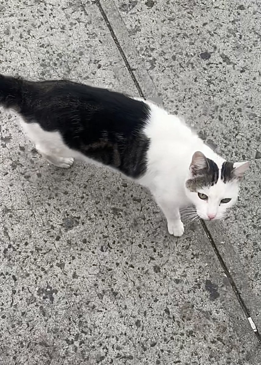 Tony patrolling the neighborhood.