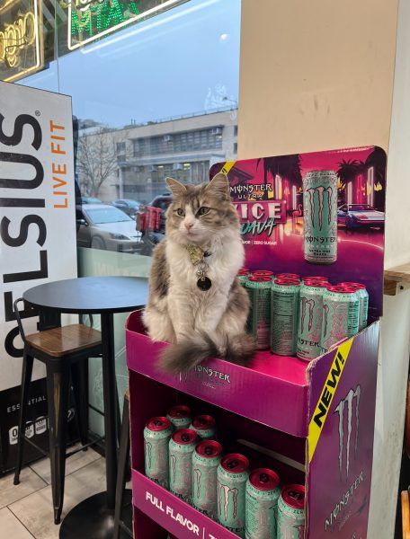 The Bodega Cats of New York City