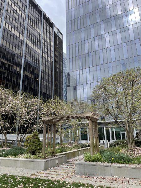 Magnolia trees on the Jay Walk lose their flowers as the weather gets warmer